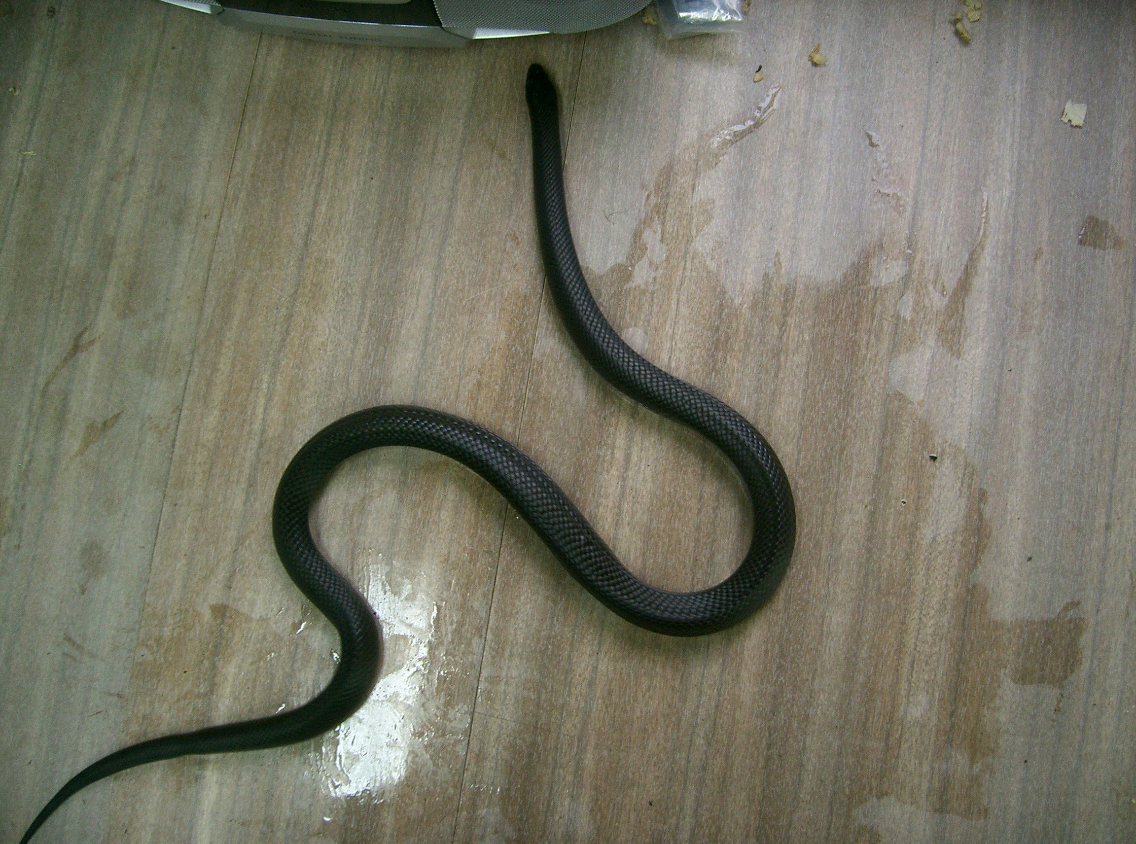snake 10: black king