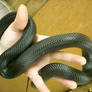 snake 12: black scales