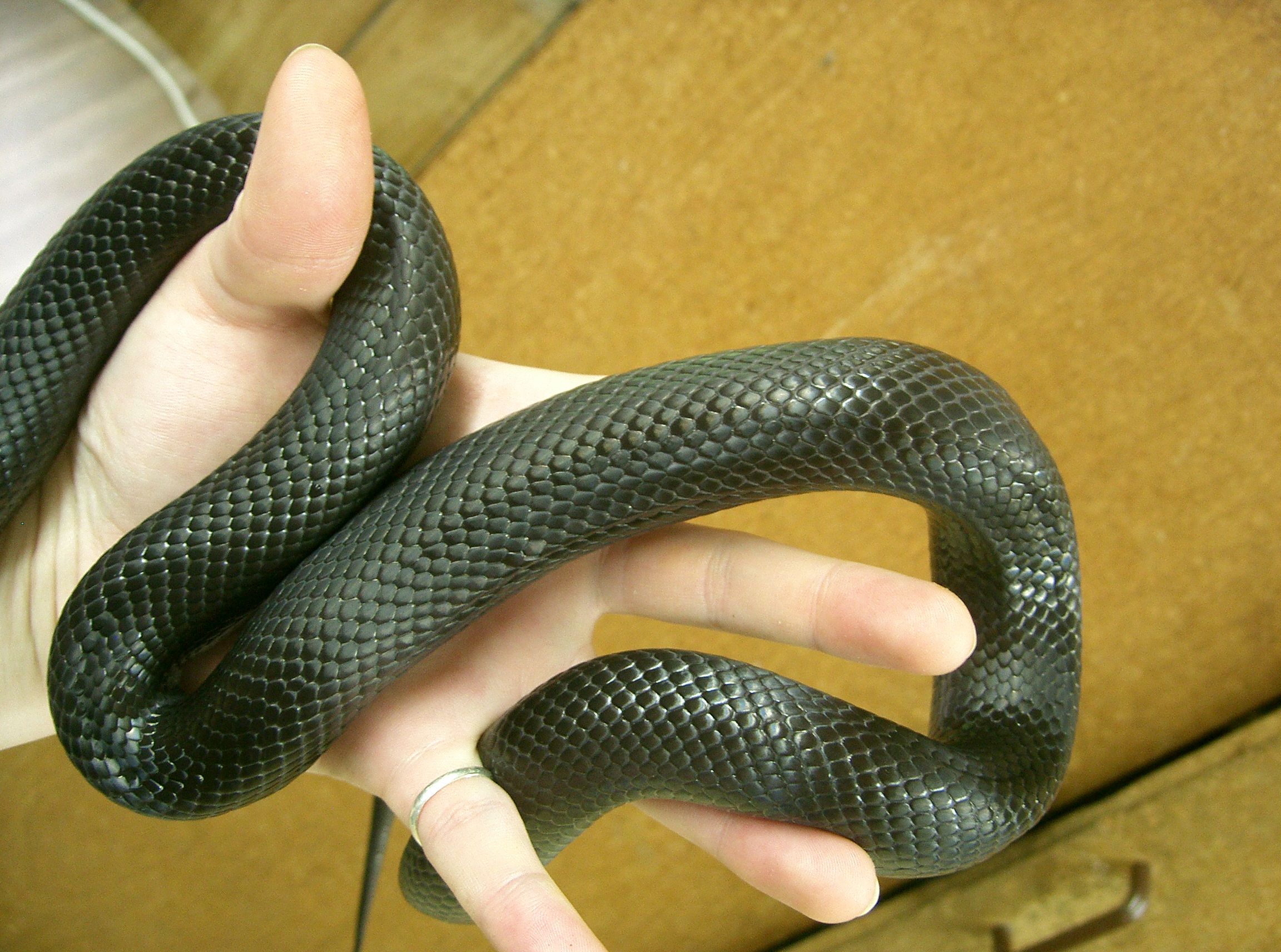 snake 12: black scales