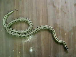 snake 15: banana king