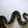 snake 19: python