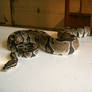snake 20: python