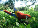 birdy 35: macaw