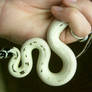 snake 21: coiled