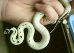 snake 21: coiled