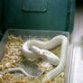snake 22: white