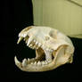 raccoon 04: skull
