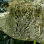 texture: chewy fungus 01