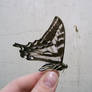 butterfly 11: swallowtail