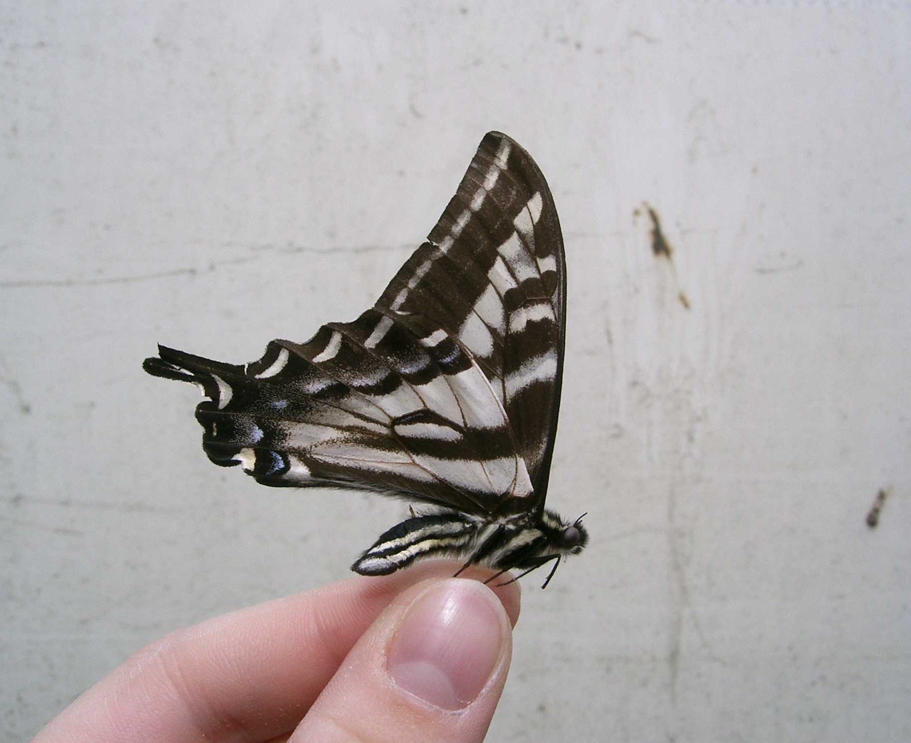 butterfly 11: swallowtail