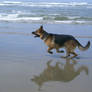 dog 13: german shepherd