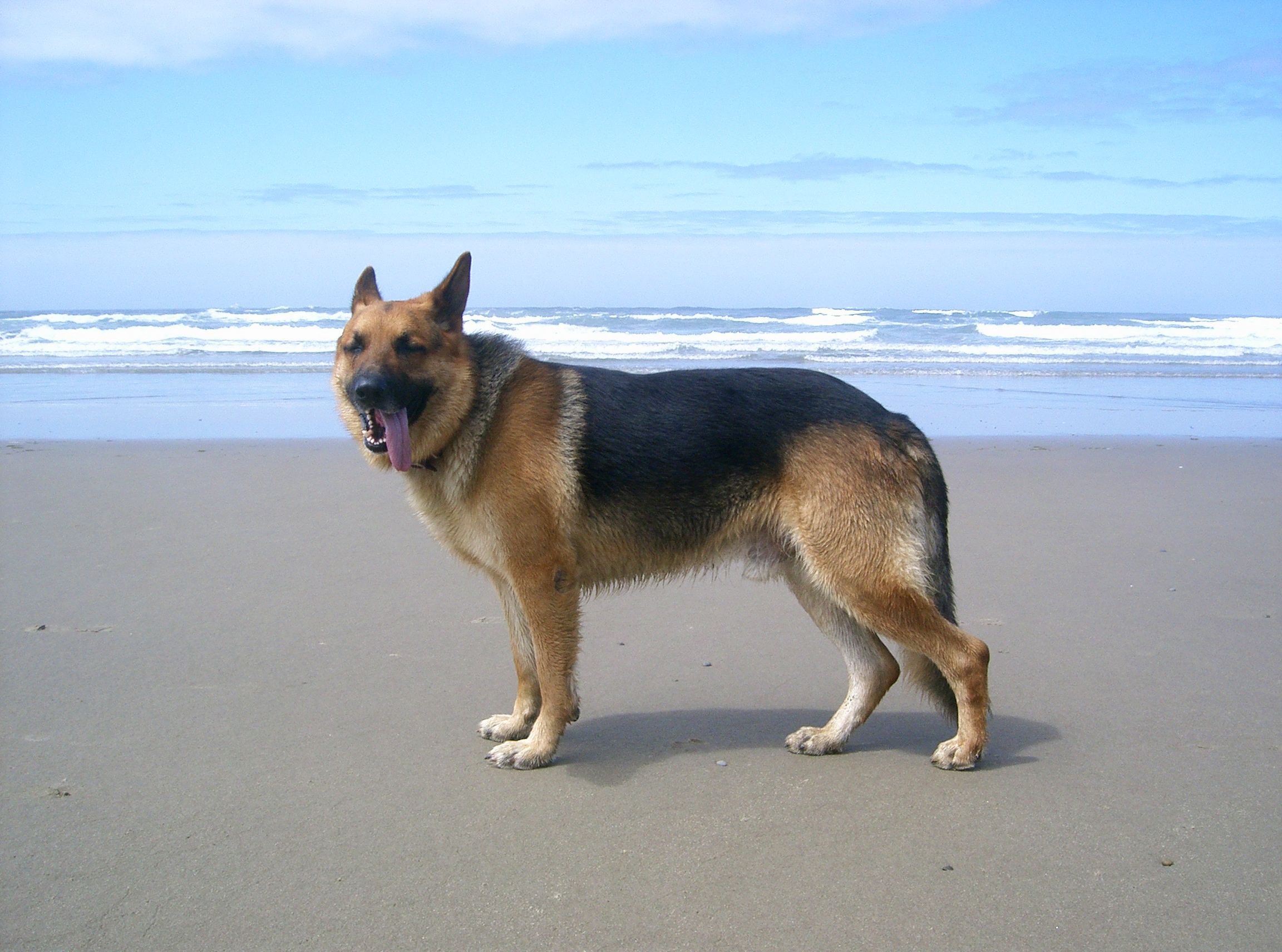 dog 14: german shepard