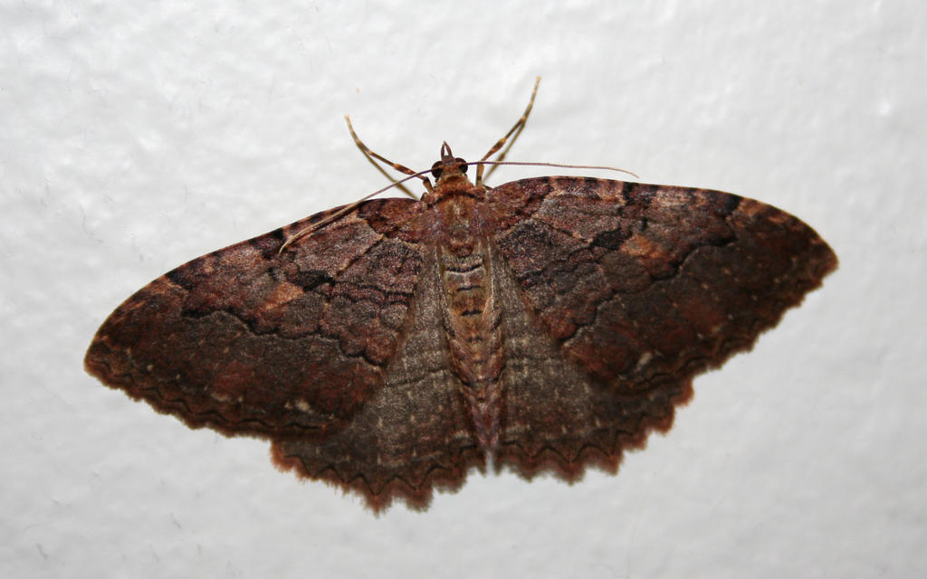 bug 23: moth