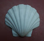 shell 09