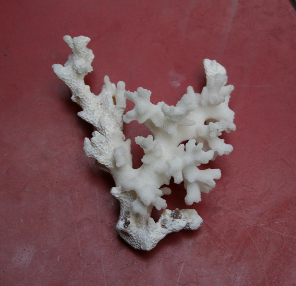shell 12: coral