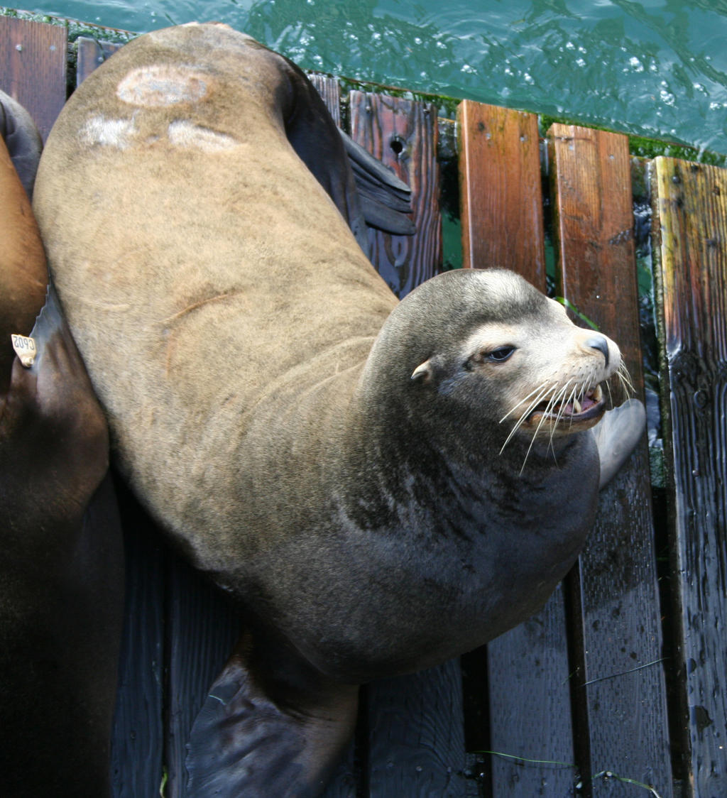 sea lion 01