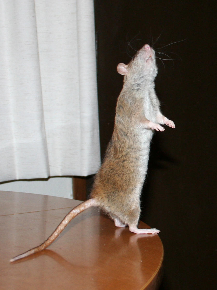rat 05
