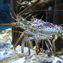 crustacean 01: lobster