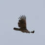 birdy 66: turkey vulture