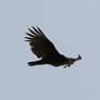birdy 67: turkey vulture