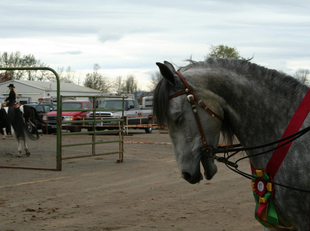 horse 33