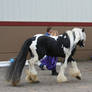 horse 34: gypsy