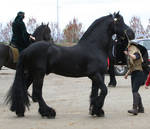 horse 36: black stallion