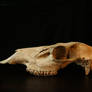 bones 05: elk skull