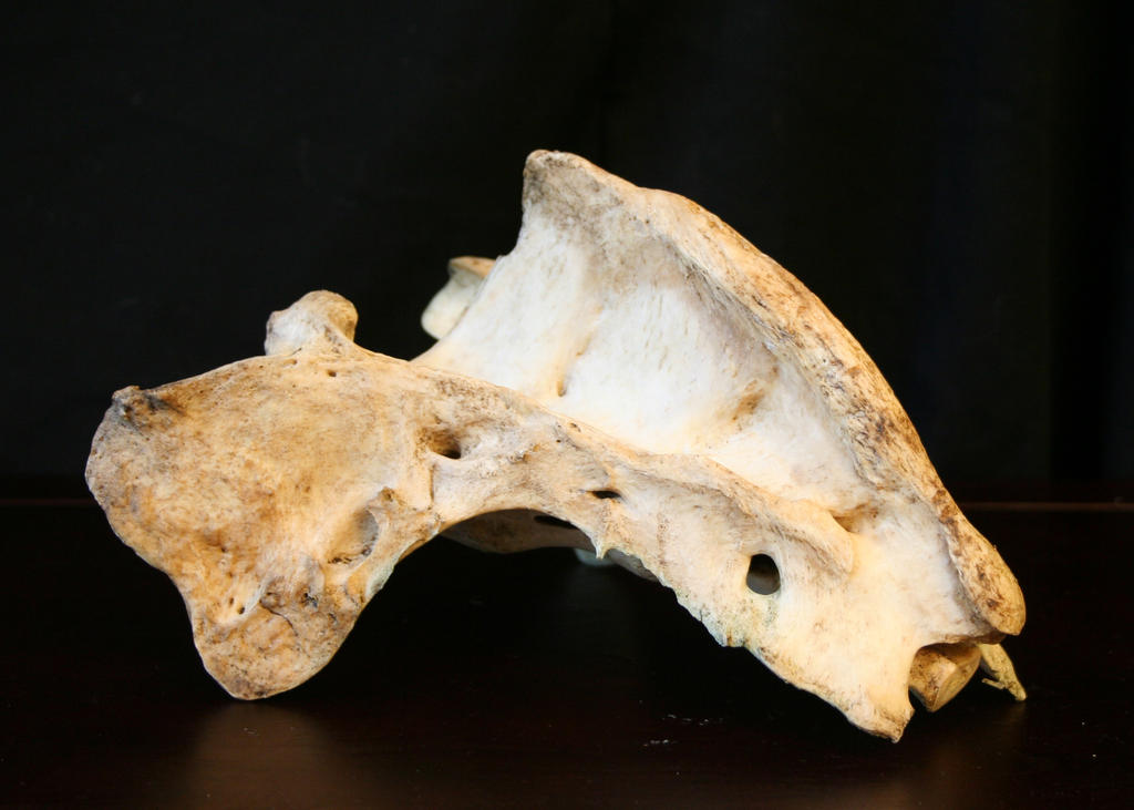 bones 08: elk sacrum