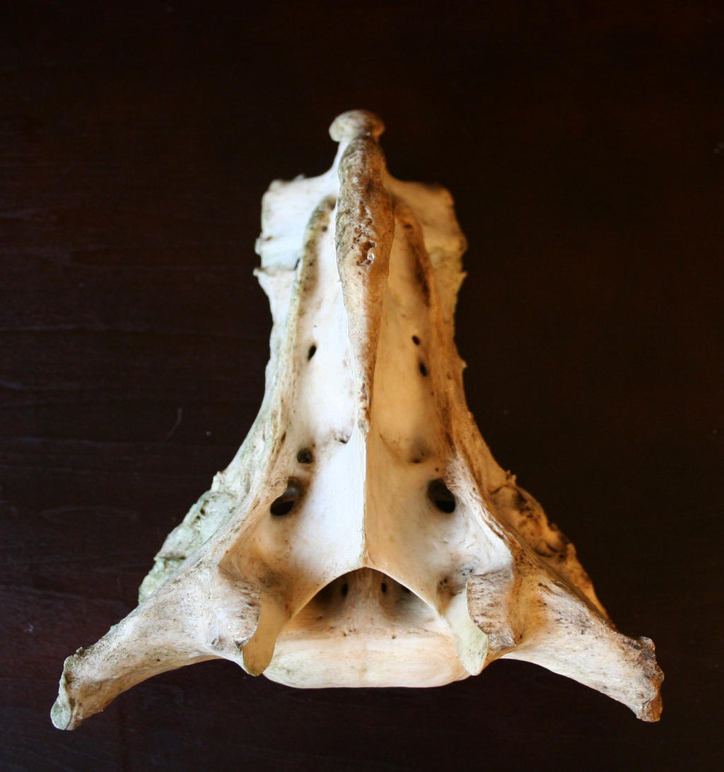 bones 13: elk sacrum