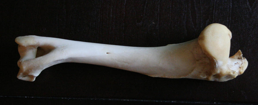 bones 20: back leg