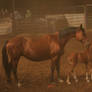 horse 41: mare and foal