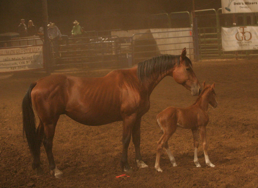 horse 41: mare and foal