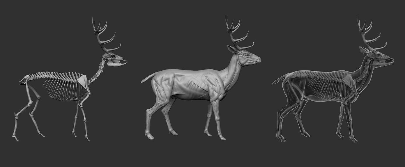 Deer Anatomy by etopcu on DeviantArt