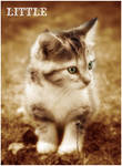 cat 5 by Little94