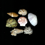 shells