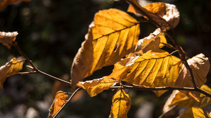 Orange Leaves