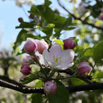 Apple blossoms by dsfotods