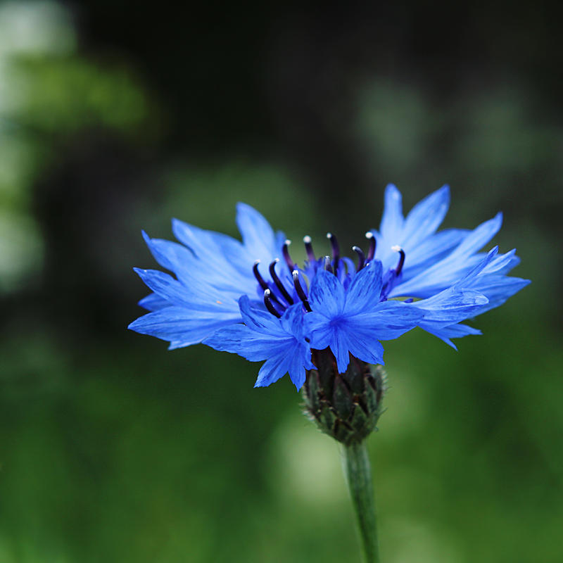 Названия васильков. Василек цветы. Василёк синий. Голубой цветок Василек. Василёк Centaurea.