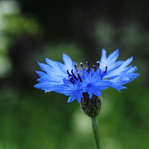 Cornflower blue