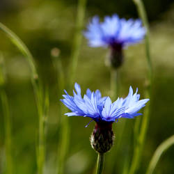 Cornflower blue II