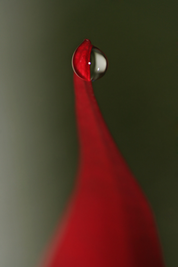 .: Red swan :.