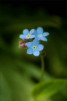 .: ForgetmeNOT II :.