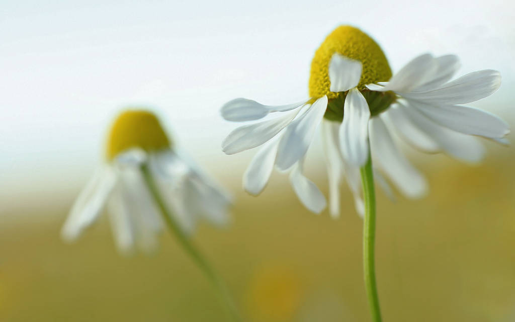 .: Camomile wallpaper :. by Katosu