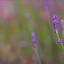 .: Lavender :.