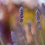 .: Lavender II :.