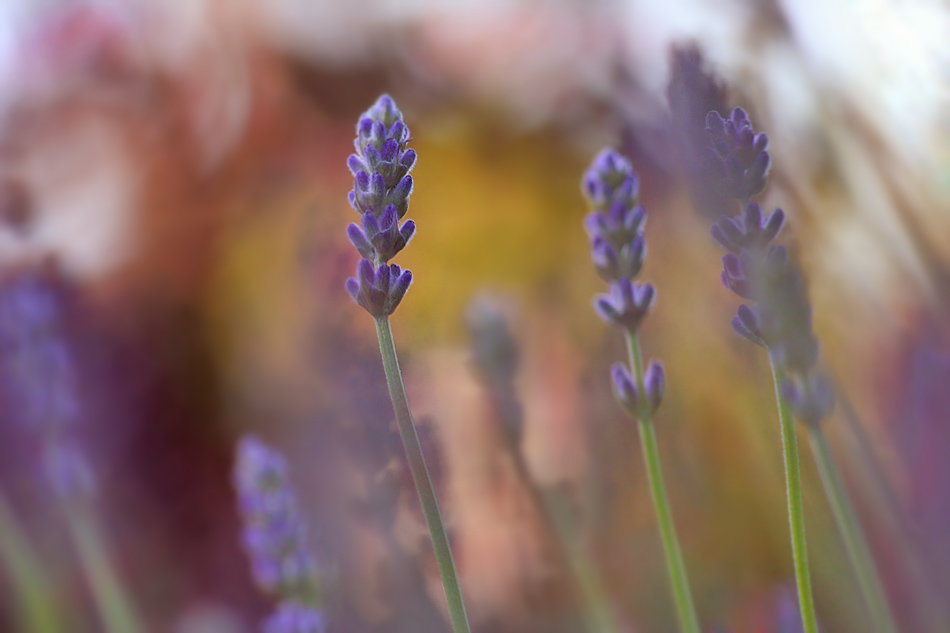 .: Lavender II :.