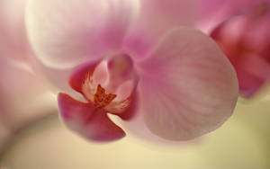 .: Orchid Wallpaper :.