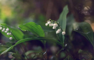 Lilies of the valley Wallpaper