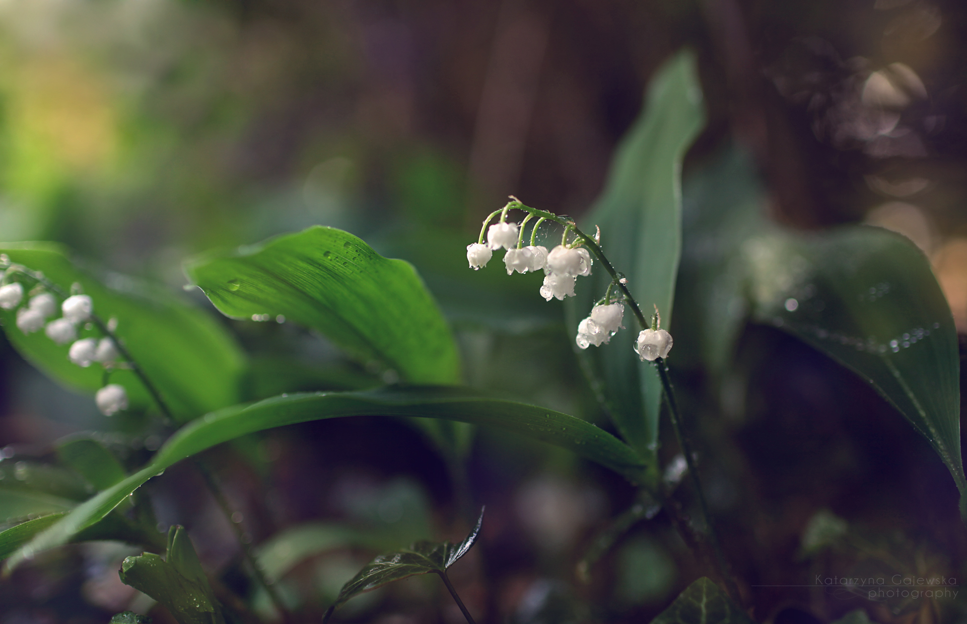 Lilies Of The Valley Wallpaper By Katosu On Deviantart Lilies Of The Valley Wallpaper By Katosu On Deviantart